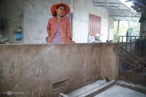 Dân phản ánh bị thu tiền tiêu hủy heo dịch tại Quảng Ngãi