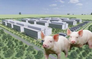 Hai đại gia Việt Nam muốn đưa lợn lên ở "chung cư" có tiềm lực thế nào?