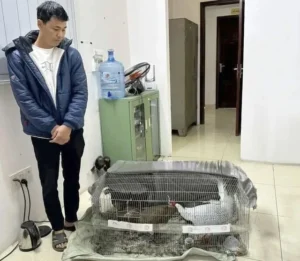 gà lôi trắng