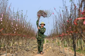 Đề xuất nghỉ Tết Bính Ngọ 9 ngày