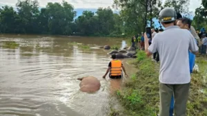 Bão số 13 gây mưa to, khiến 23 con trâu chết ngạt bên bờ suối