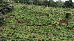 đồi xuất hiện vết nứt dài 700m